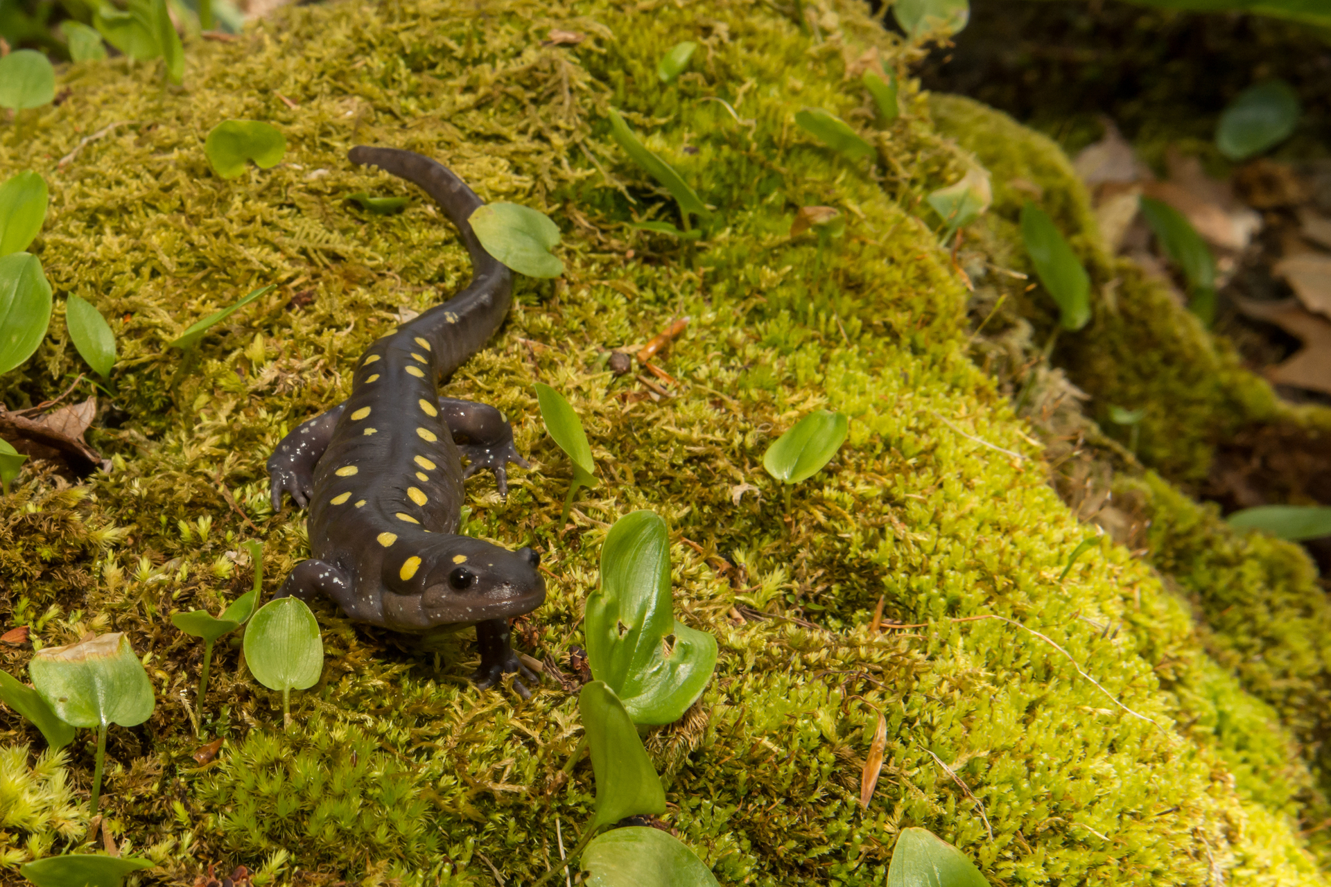 spotted salamander on mossy log