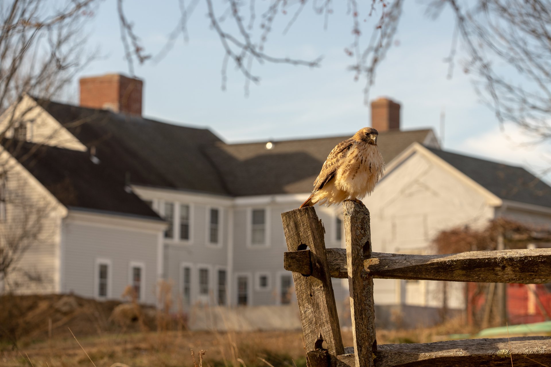 A puffy white and gray bird on the edge of a fence, the visitor center in the background.