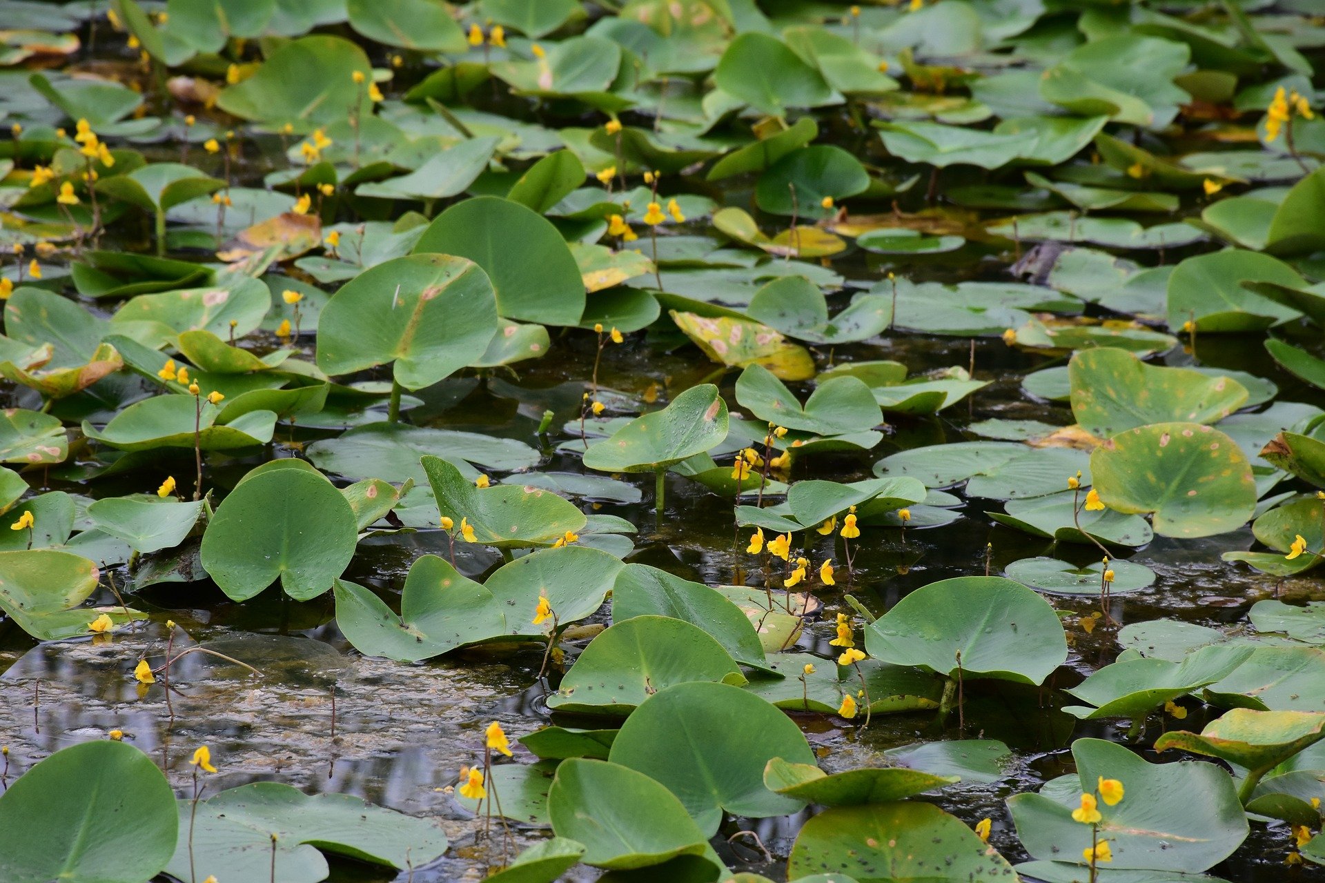 Bladderwort flowers among wetland greenery