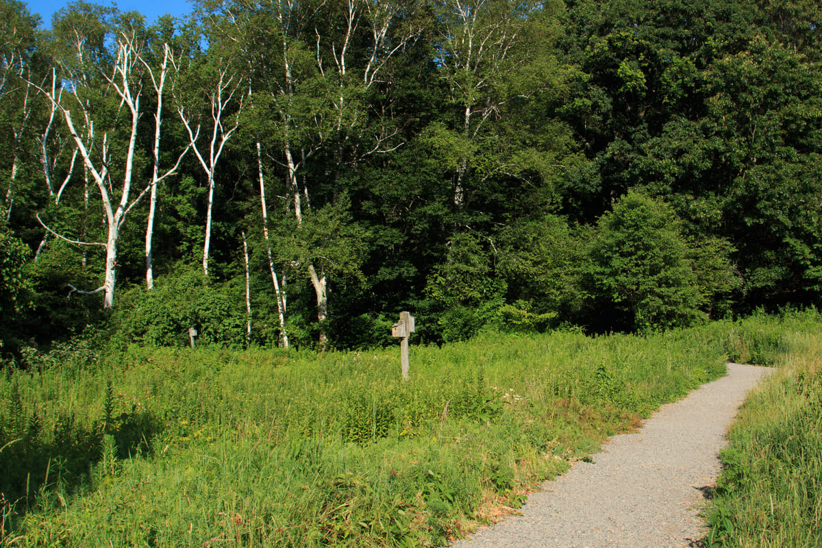 A gravel path cutting between green vegetation leading into a forest. A wooden bird box stand to the left of the path.