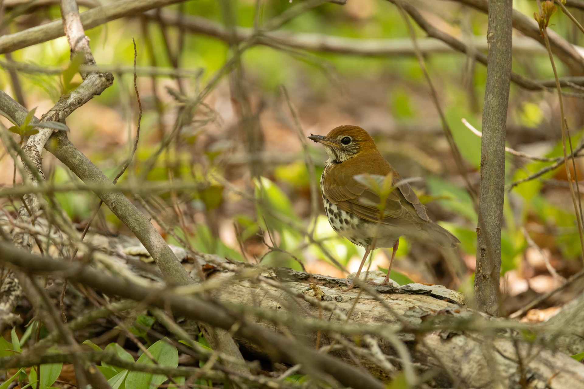 wood thrush on log