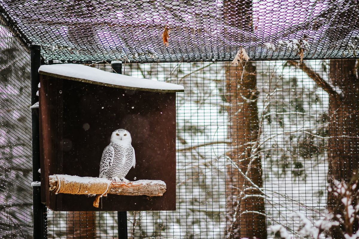 A Snow Owl stands on a log with snow on it. The bird is inside a large enclosure with snow-covered trees in the background.