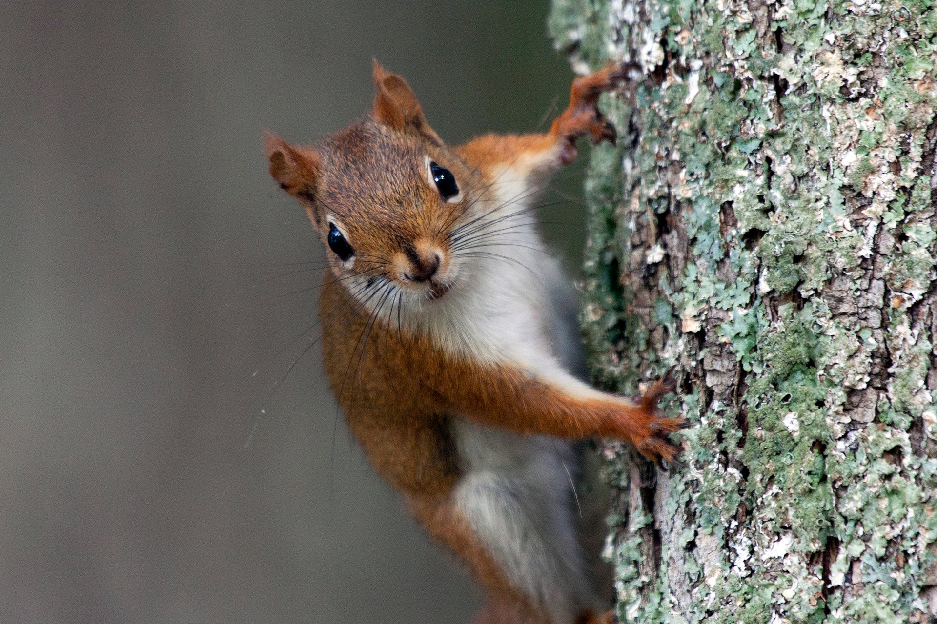 red squirrel climbing on tree