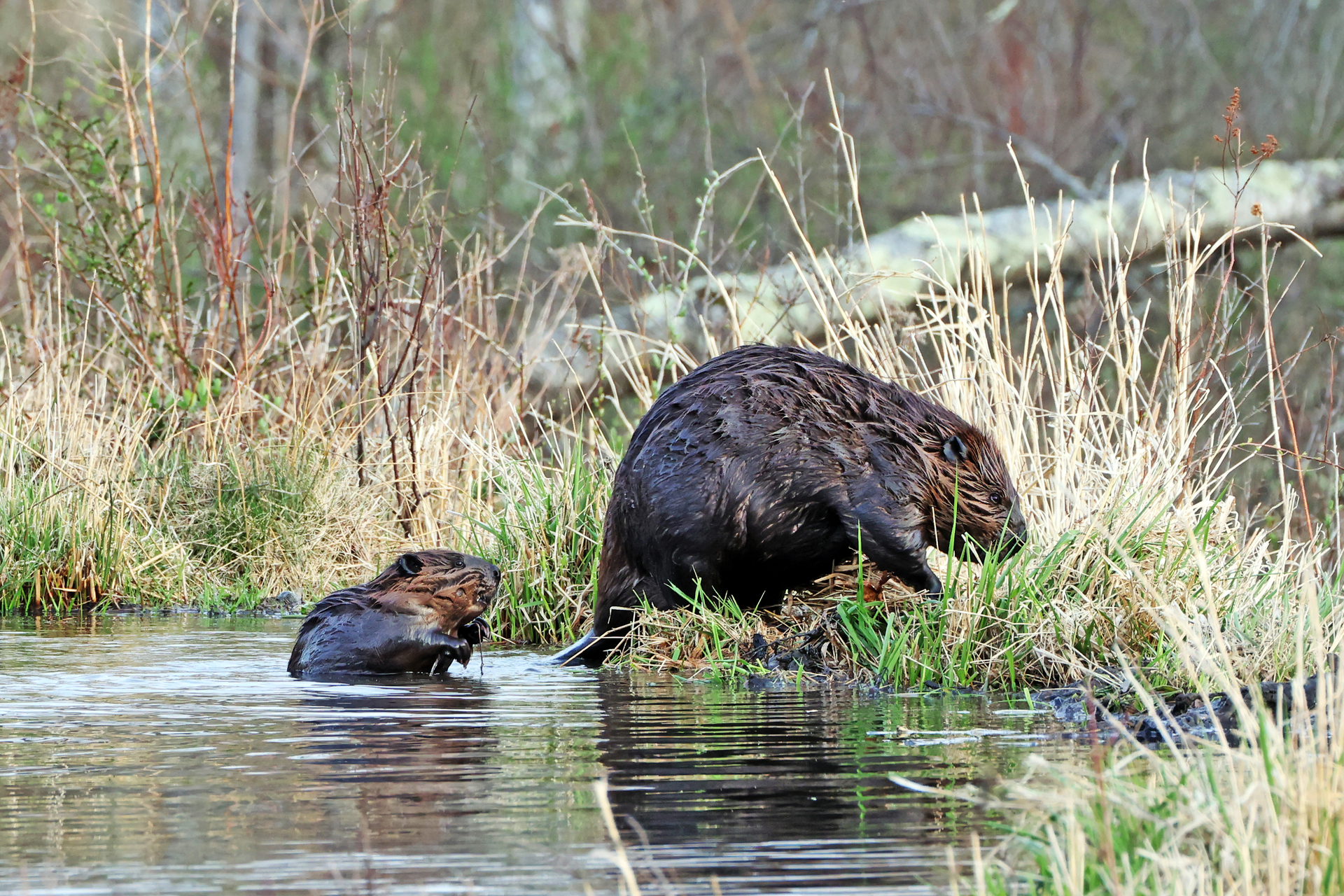 Beaver adult and baby