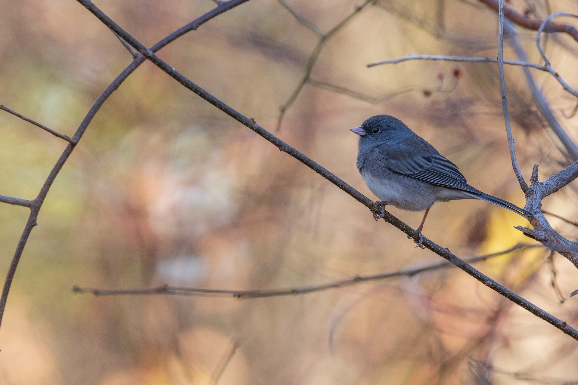 A Dark-eyed Junco sits on a branch.