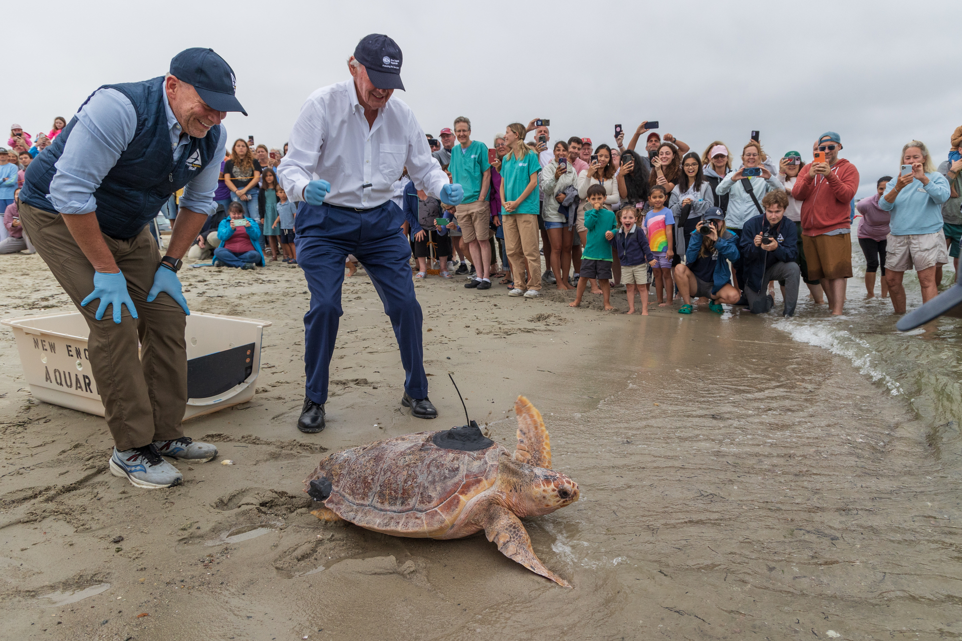 Two men cheering on sea turtle released onto ocean