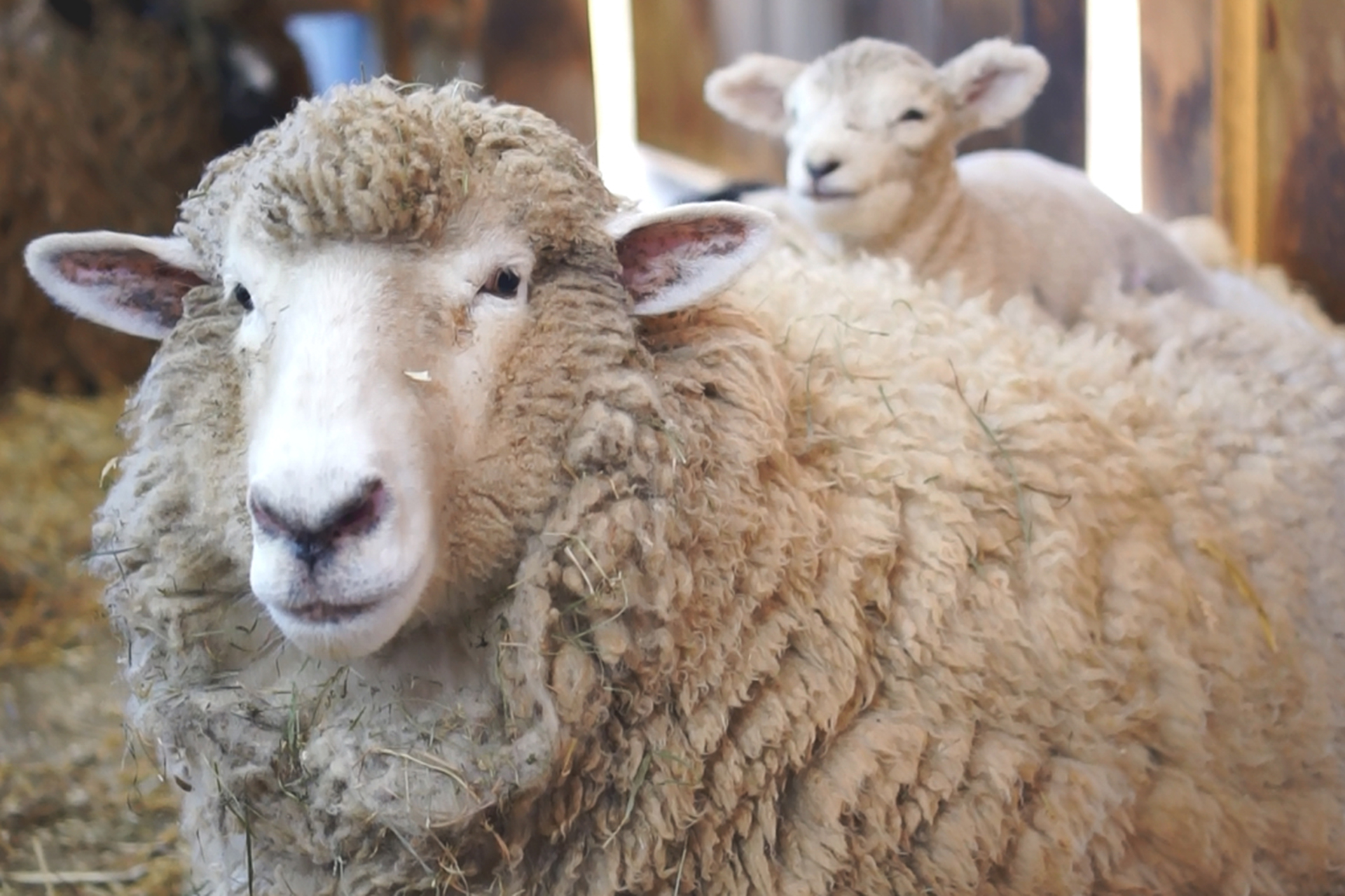 Baby lamb sitting on its mother's back