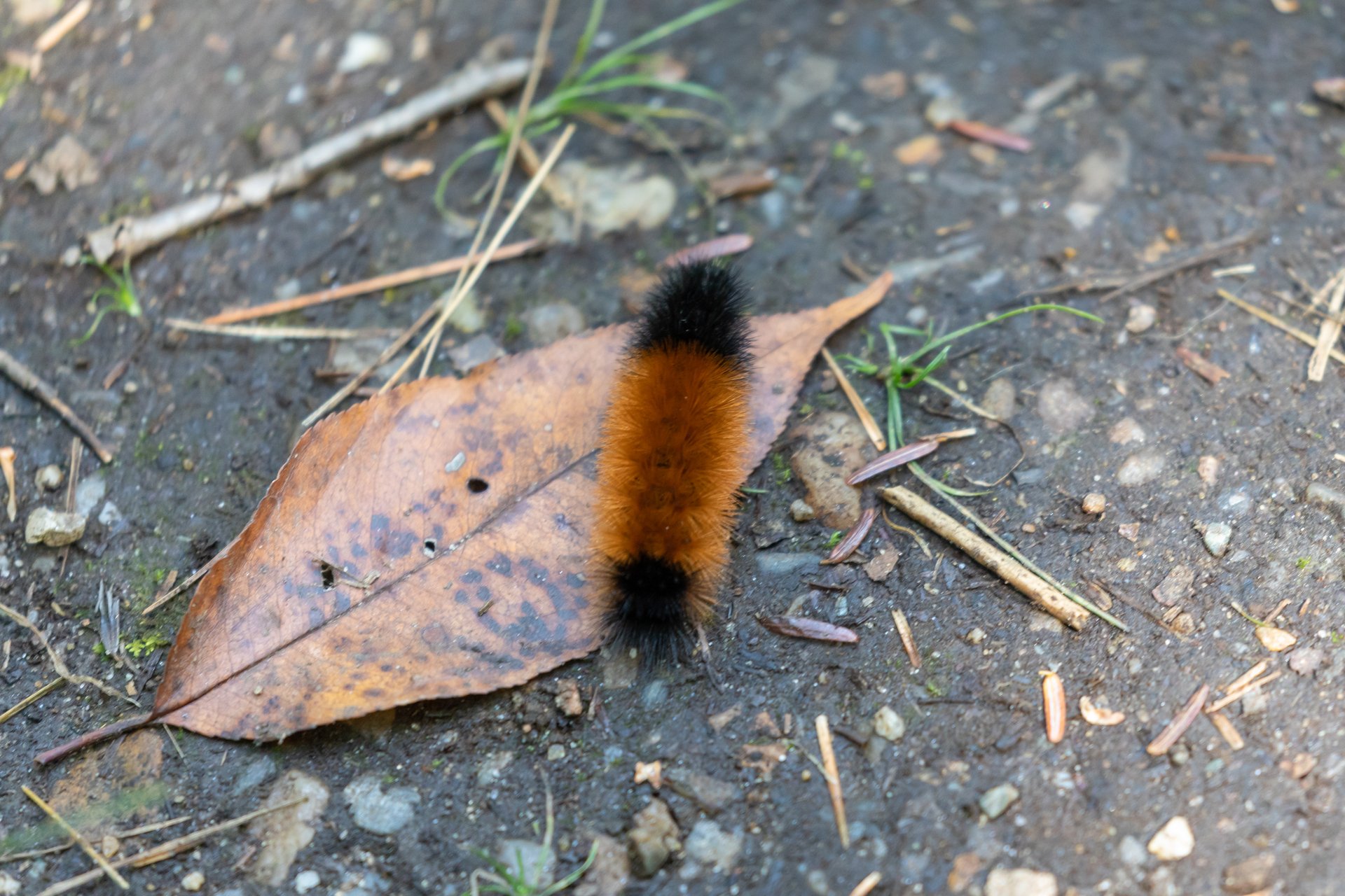 Furry brown and black caterpillar on a leaf