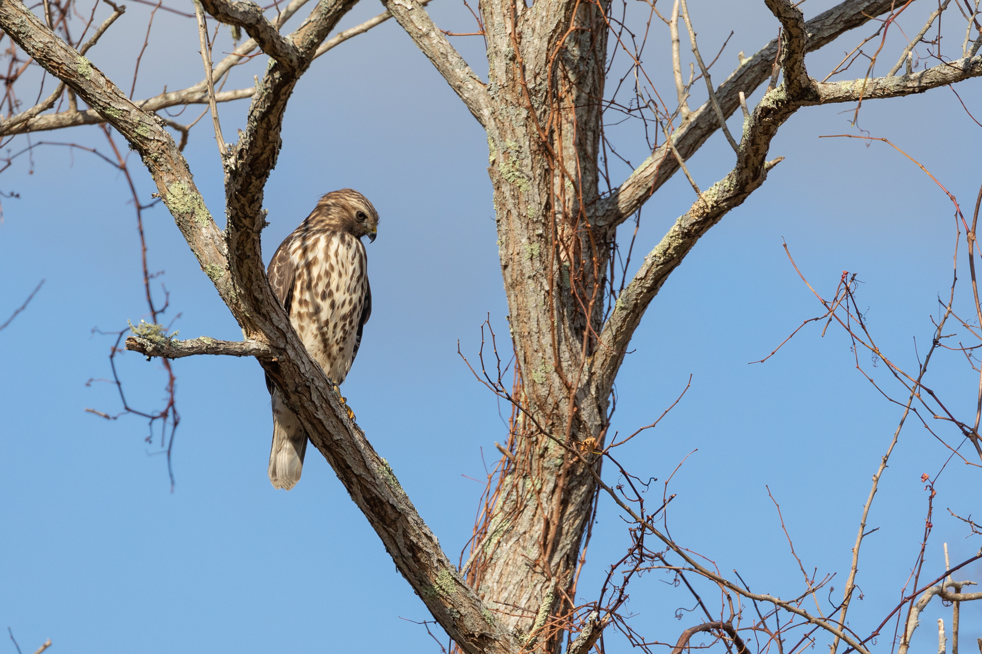 Red-shouldered hawk sitting in tree