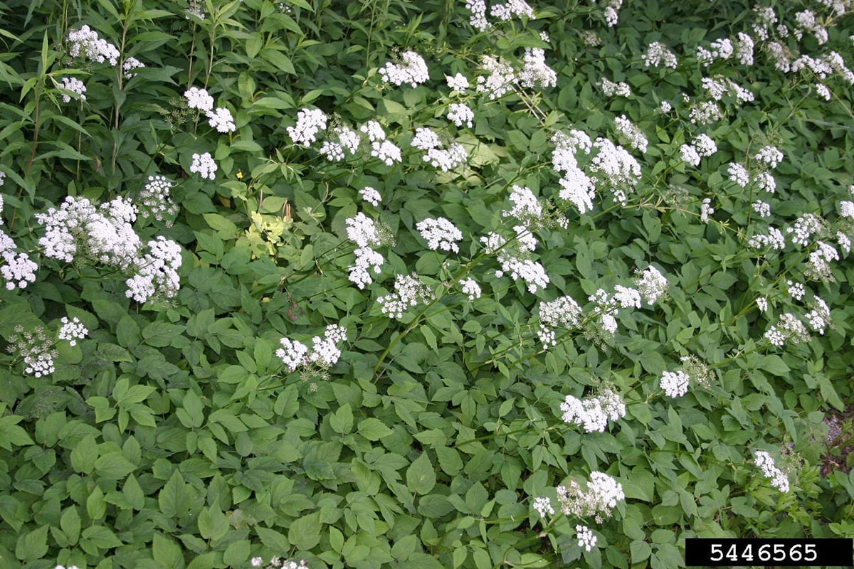 goutweed with white flowers