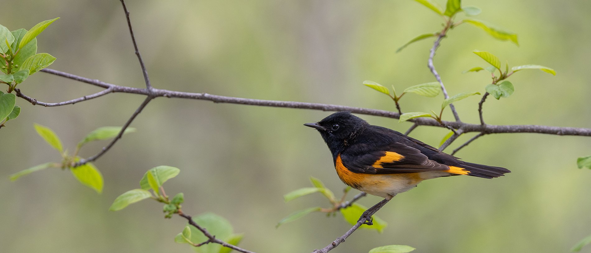 American Redstart on a branch