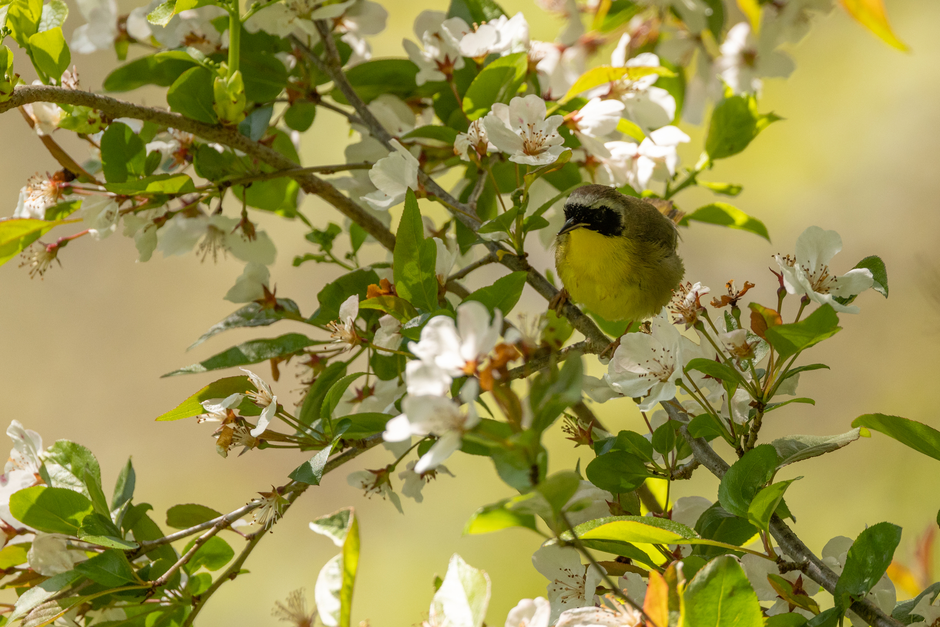 Yellow bird perched in flowering tree