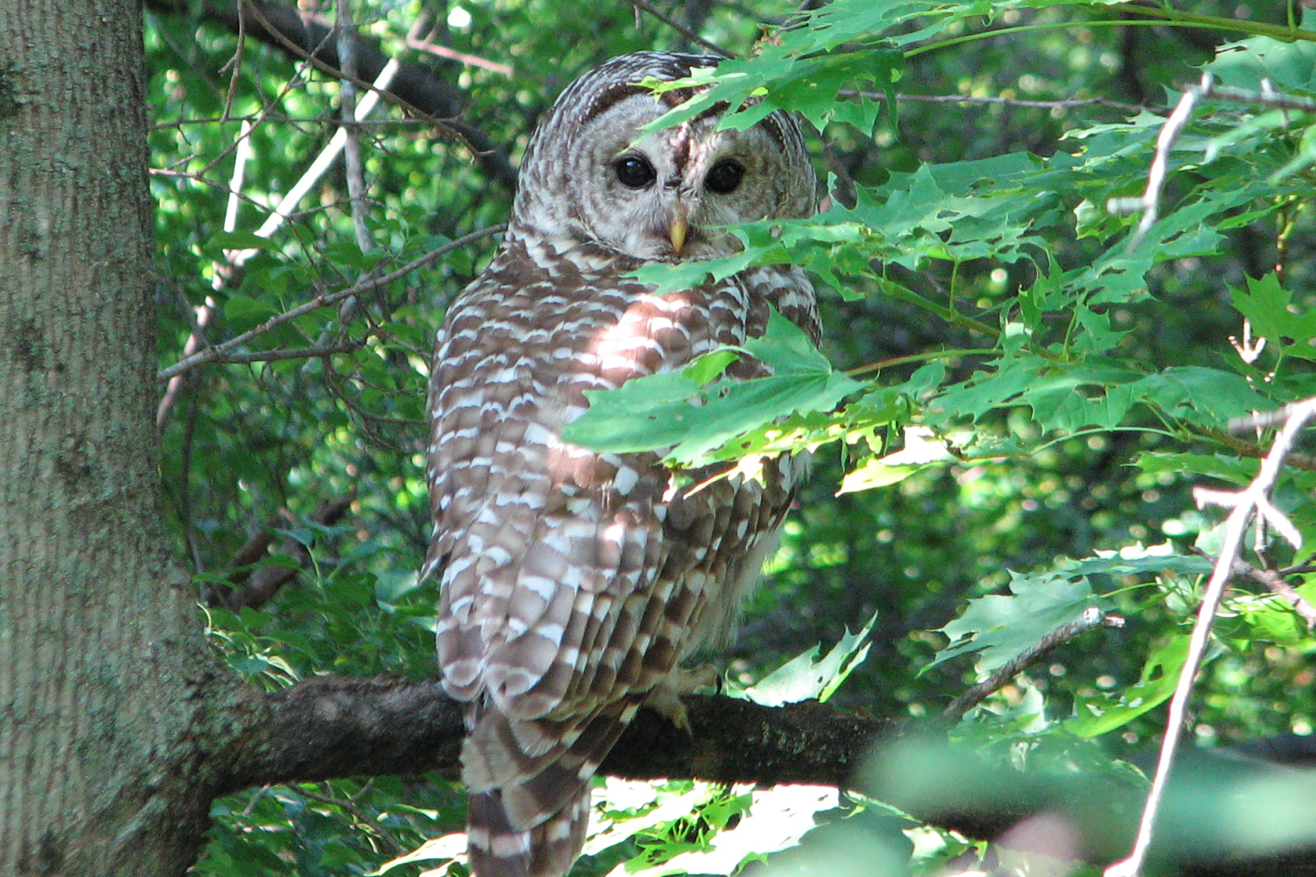 Barred owl perched on a branch behind light leaf cover