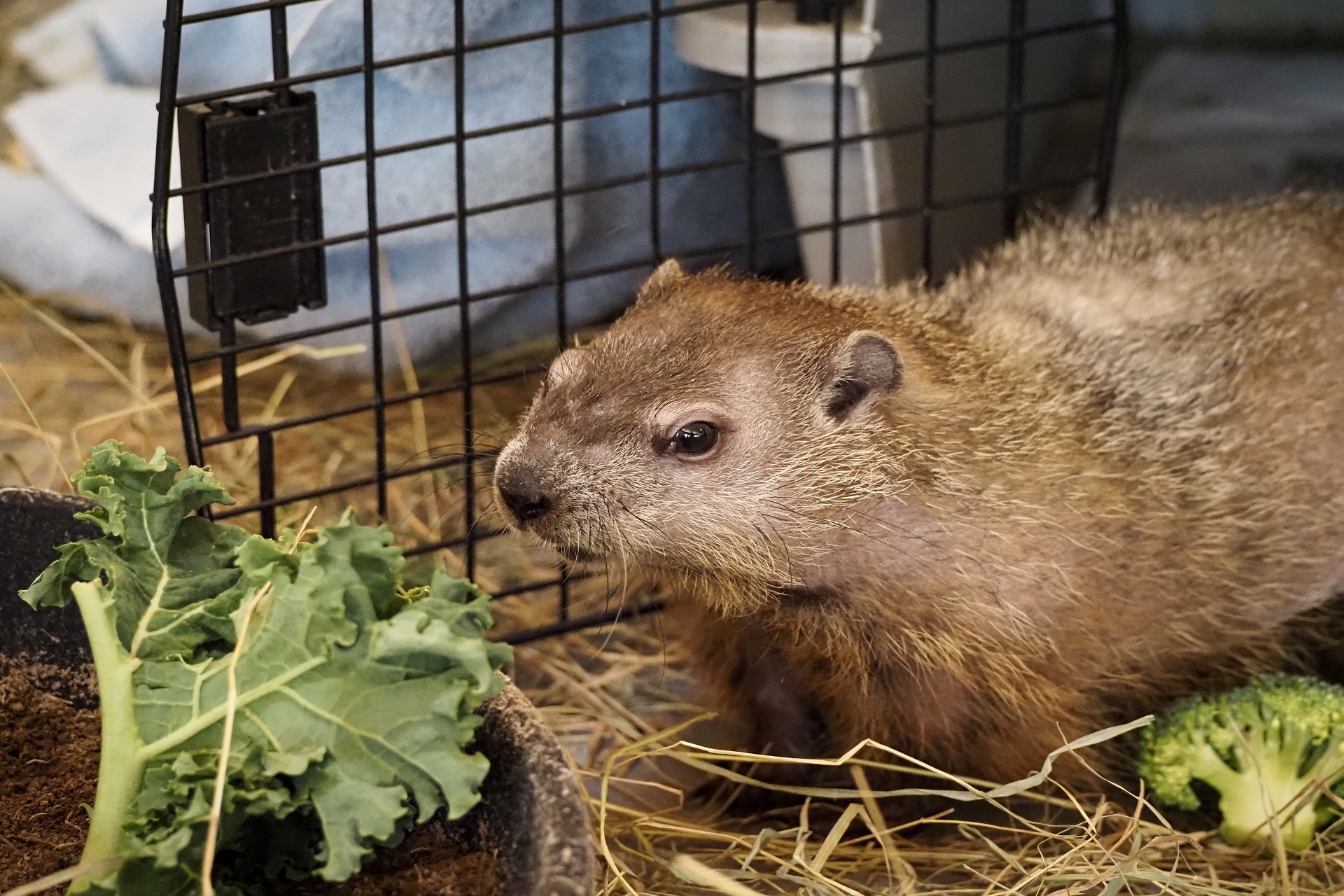 Ms. G the groundhog preparing to eat a snack