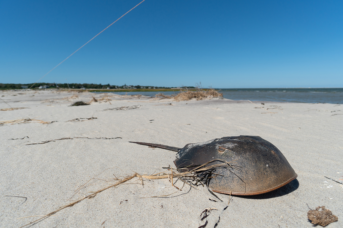 Horseshoe crab on beach
