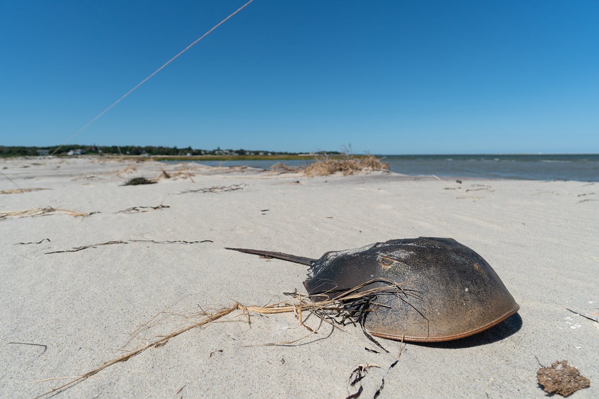 Horseshoe crab on beach