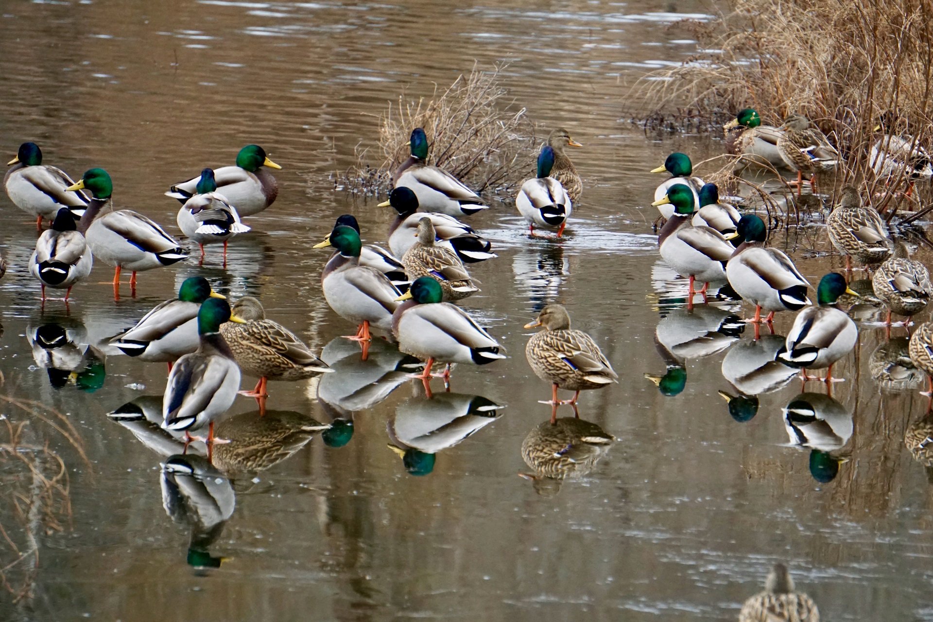 A group of male and female mallards group together in the shallows.