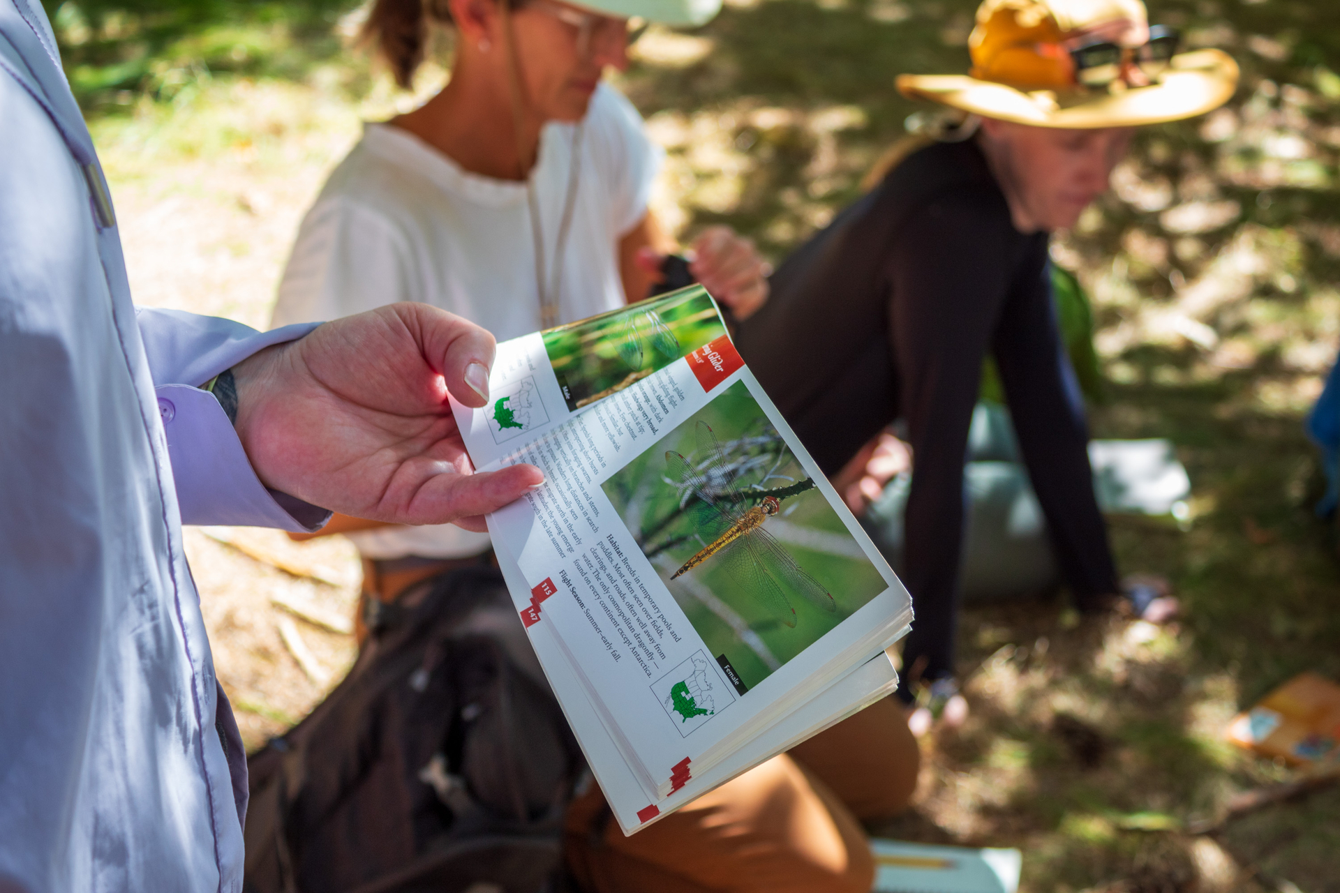 someone holds a book depicting a dragonfly