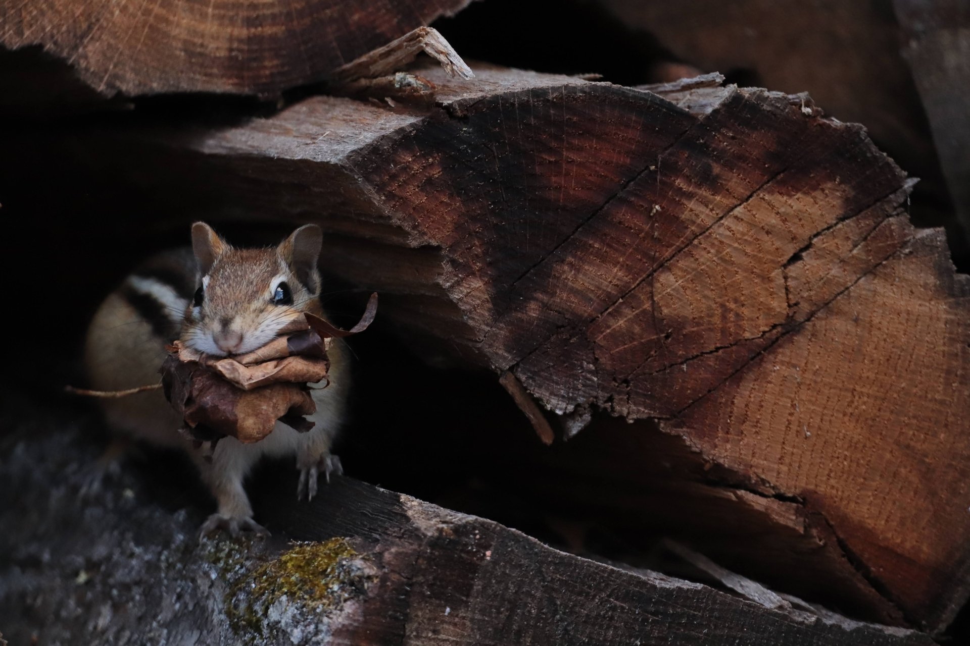 Chipmunk standing on a cut log with dead leaves in its mouth.