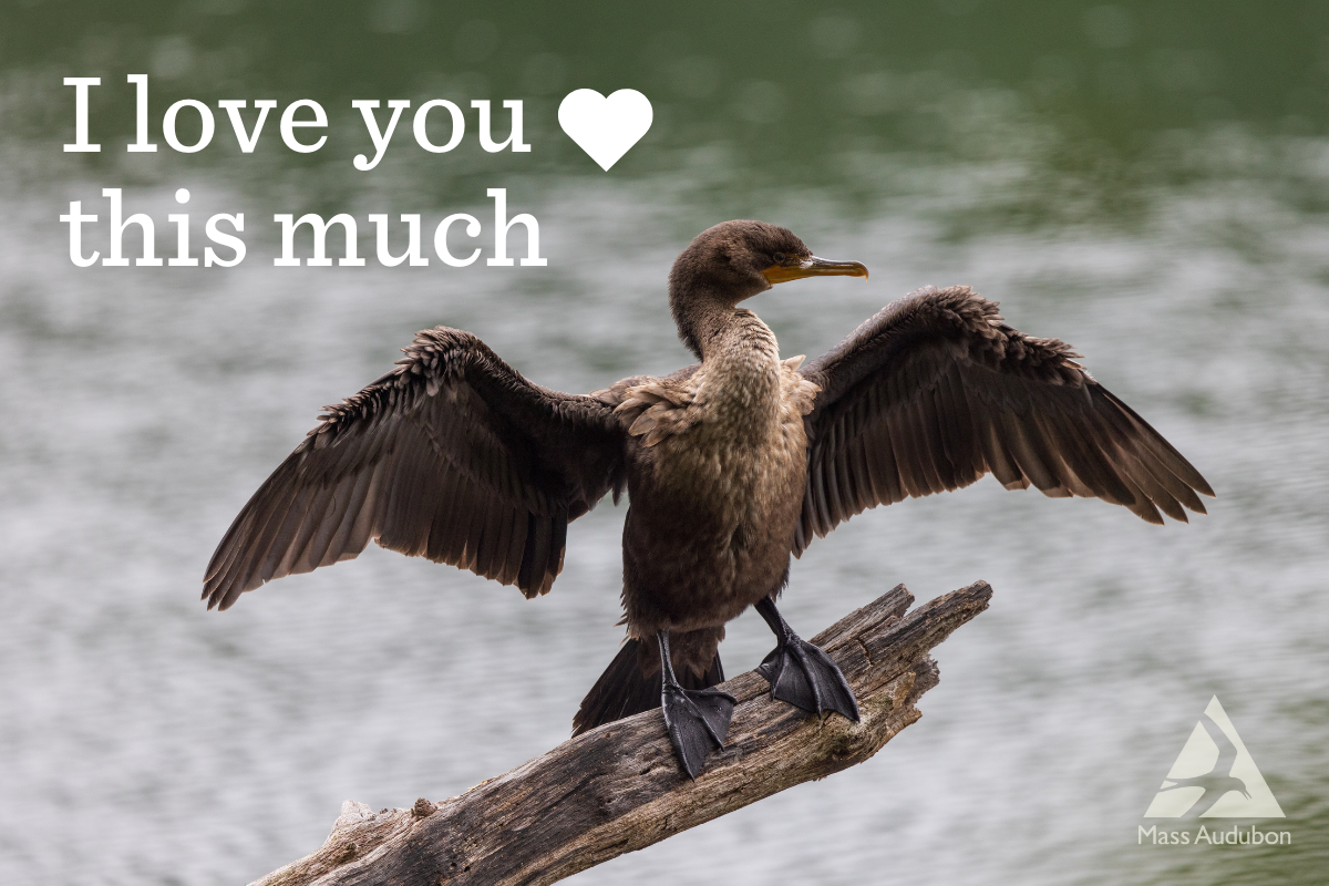 Valentine eCard of Comorant