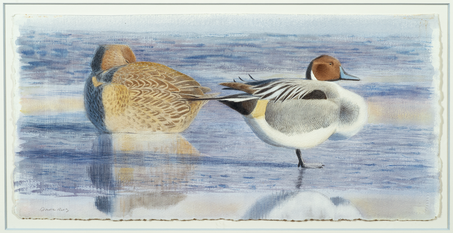 Watercolor painting of Pintails