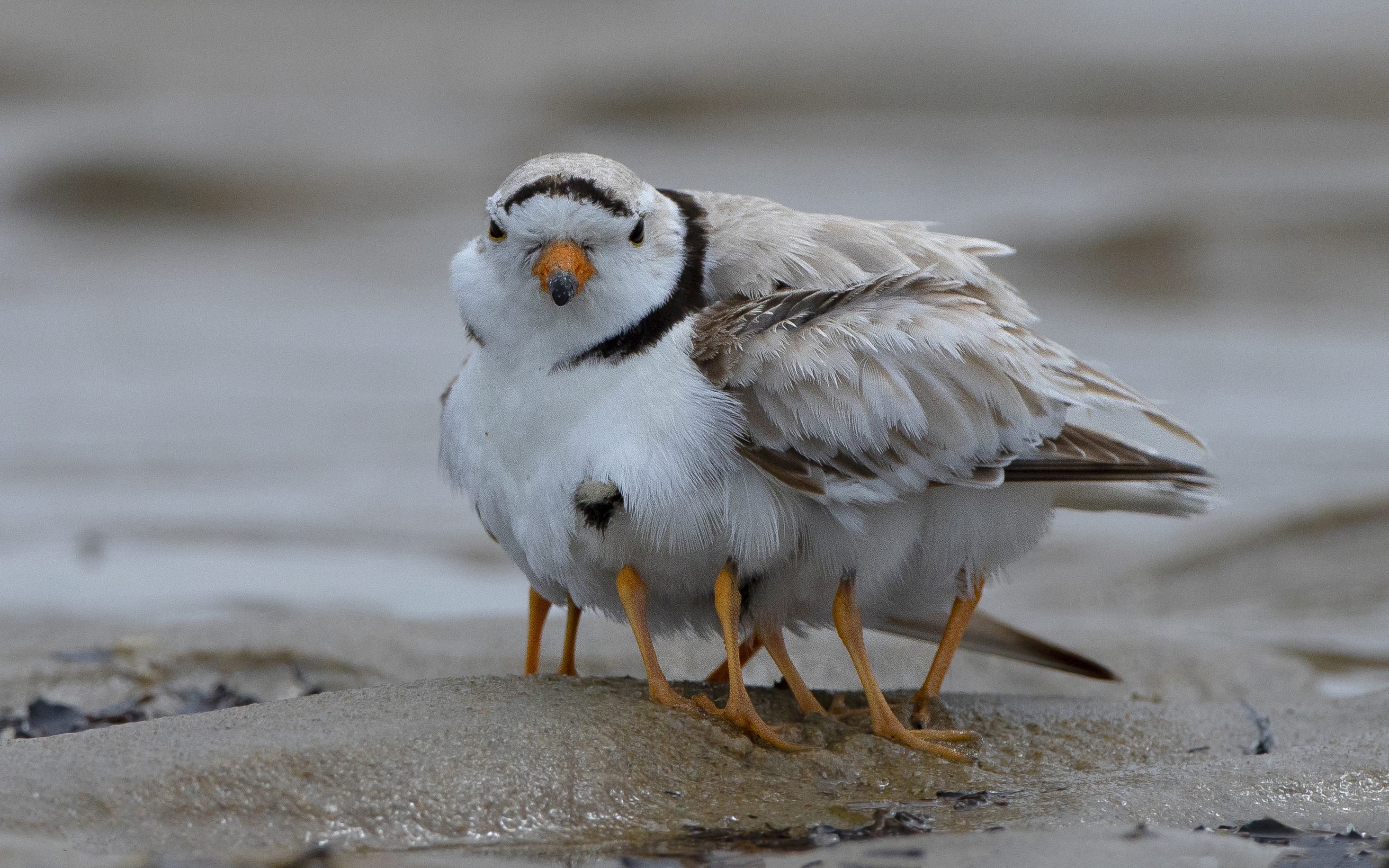 Piping Plover sheltering many chicks