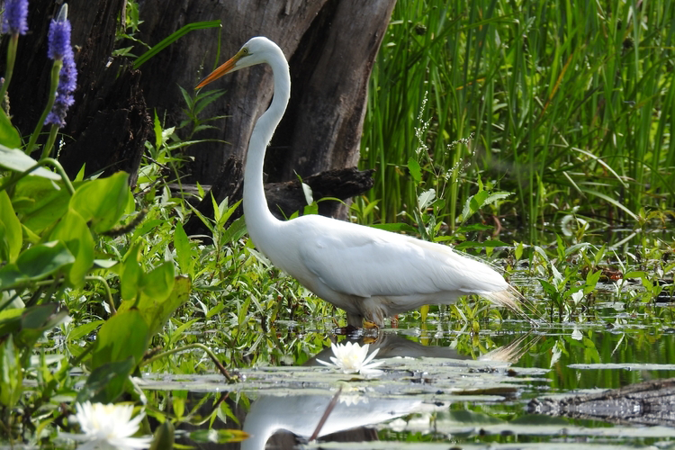 Great Egret wading in grassy waters.
