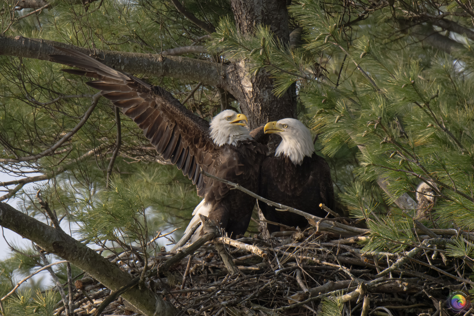 Two Bald Eagles in their nest, high up in a pine tree © Carin Macnamara