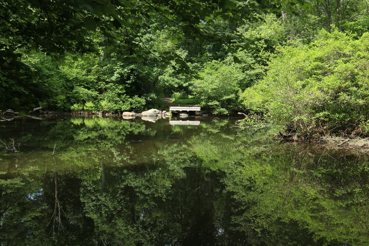 A small, calm pond reflects the green trees and shrubs surrounding it. On the far side off the pond is a bench.