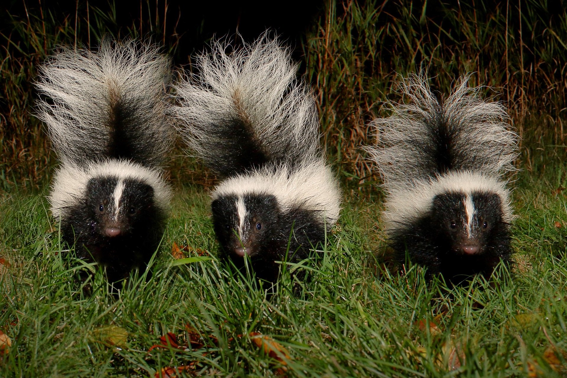 Three skunks amble through the grass.