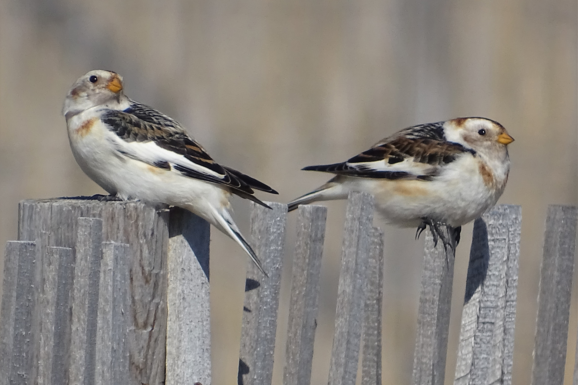 Two snow buntings perched on a wood fence