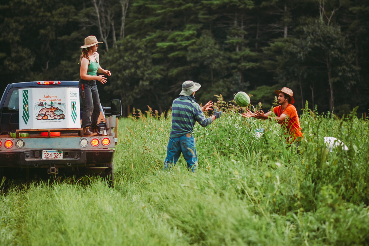 A man in an orange shirt tosses a watermelon to a man in a green and blue striped shirt. A woman stands on a truck bed, waiting to toss the watermelon into a white box.