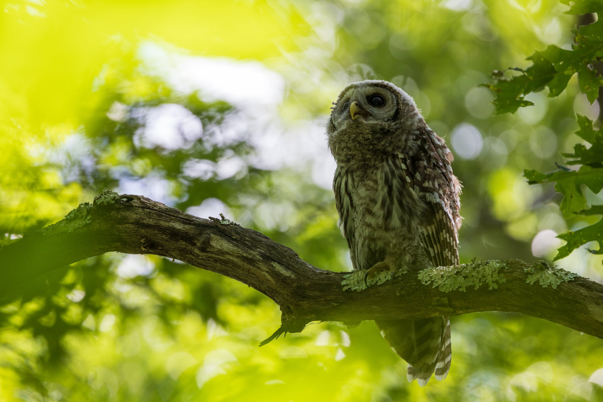 barred owl on branch
