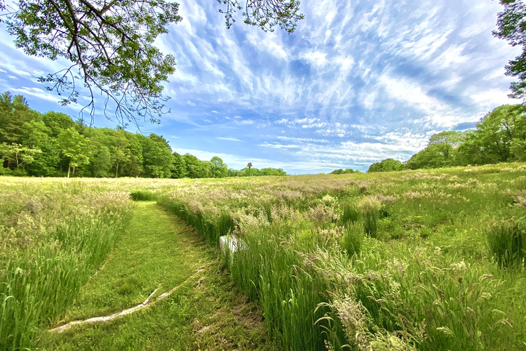 A grassy trail cutting between a green meadow, leading to a tall green forest.