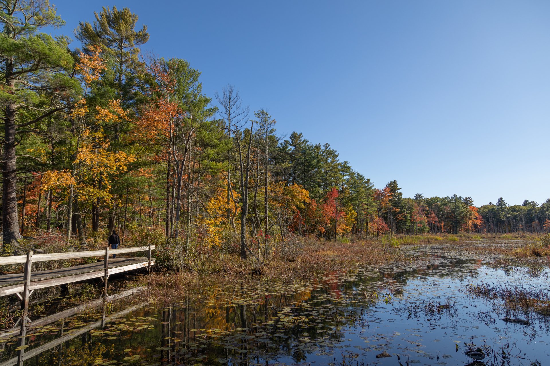 Yellow, orange, and green trees line a pond with grassy vegetation. A boardwalk over the water leading into the woods is on the left.