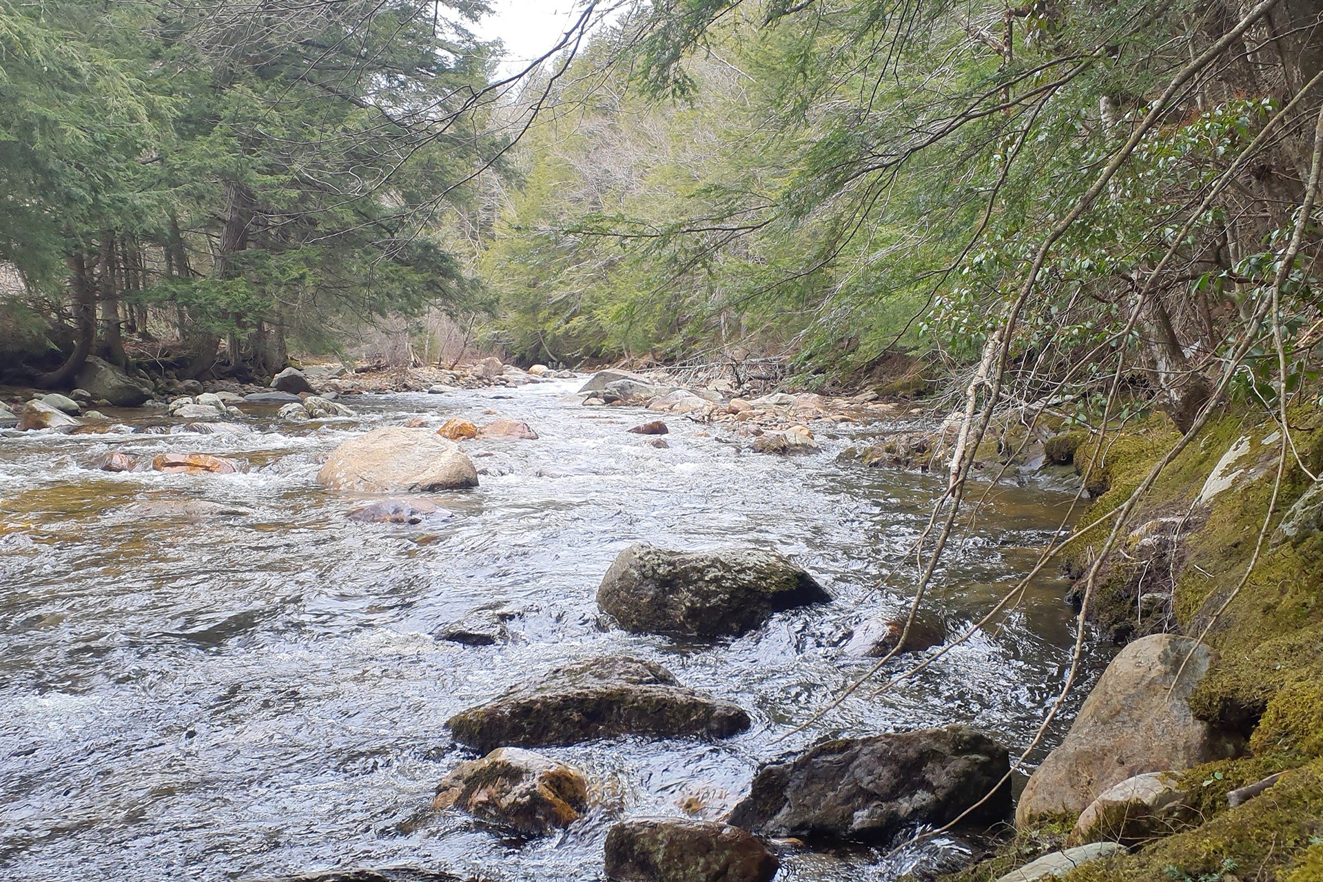A river running through the trees, over rocks