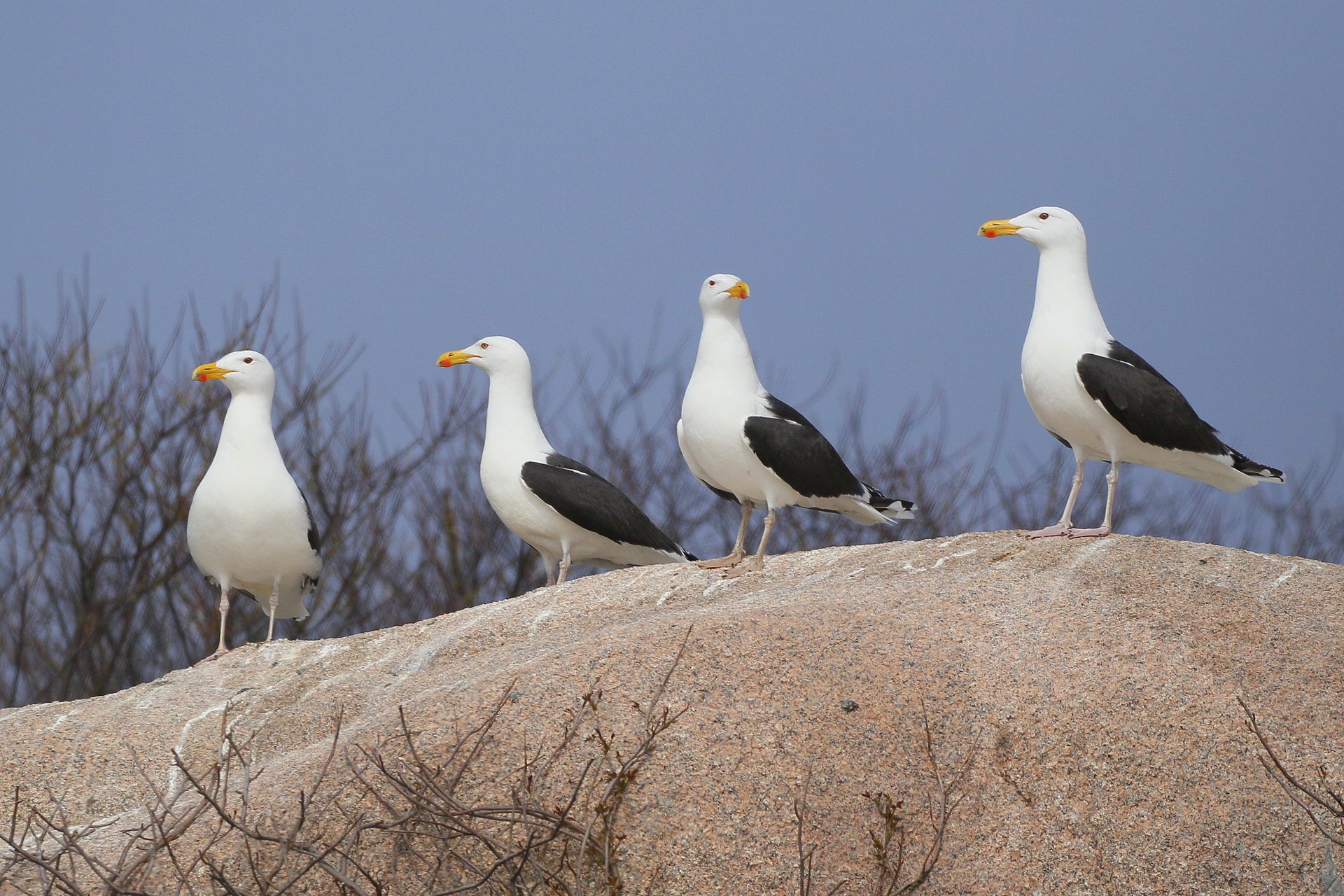 four Great Black-backed Gulls on a rock