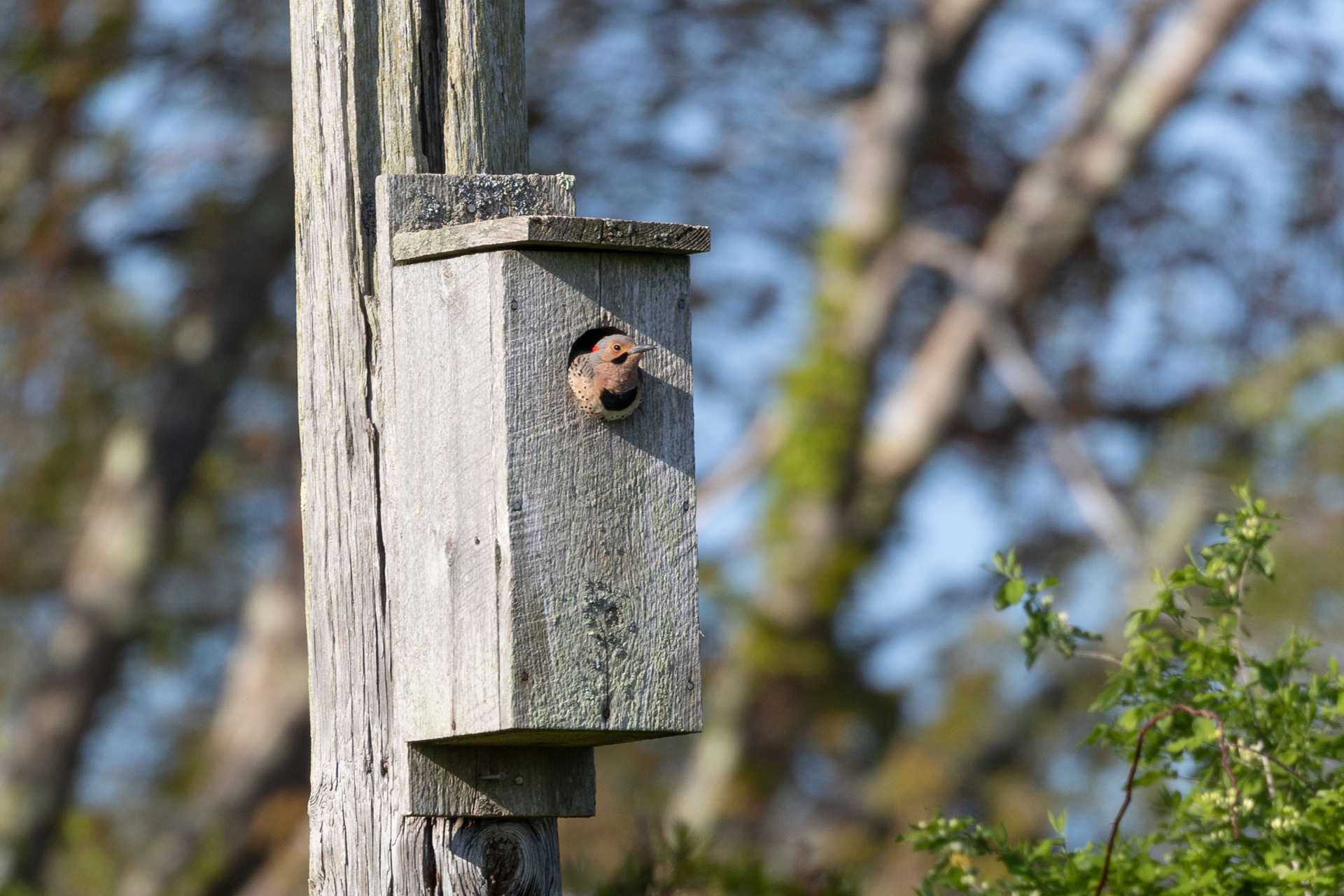 Northern Flicker at the entrance of a bird box