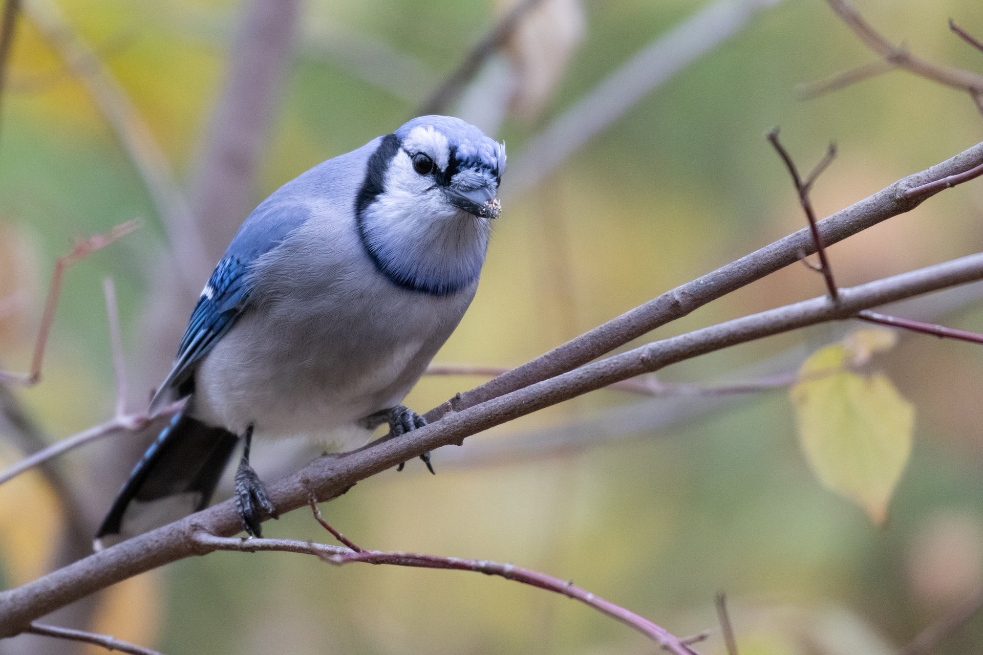 Blue Jay on branch