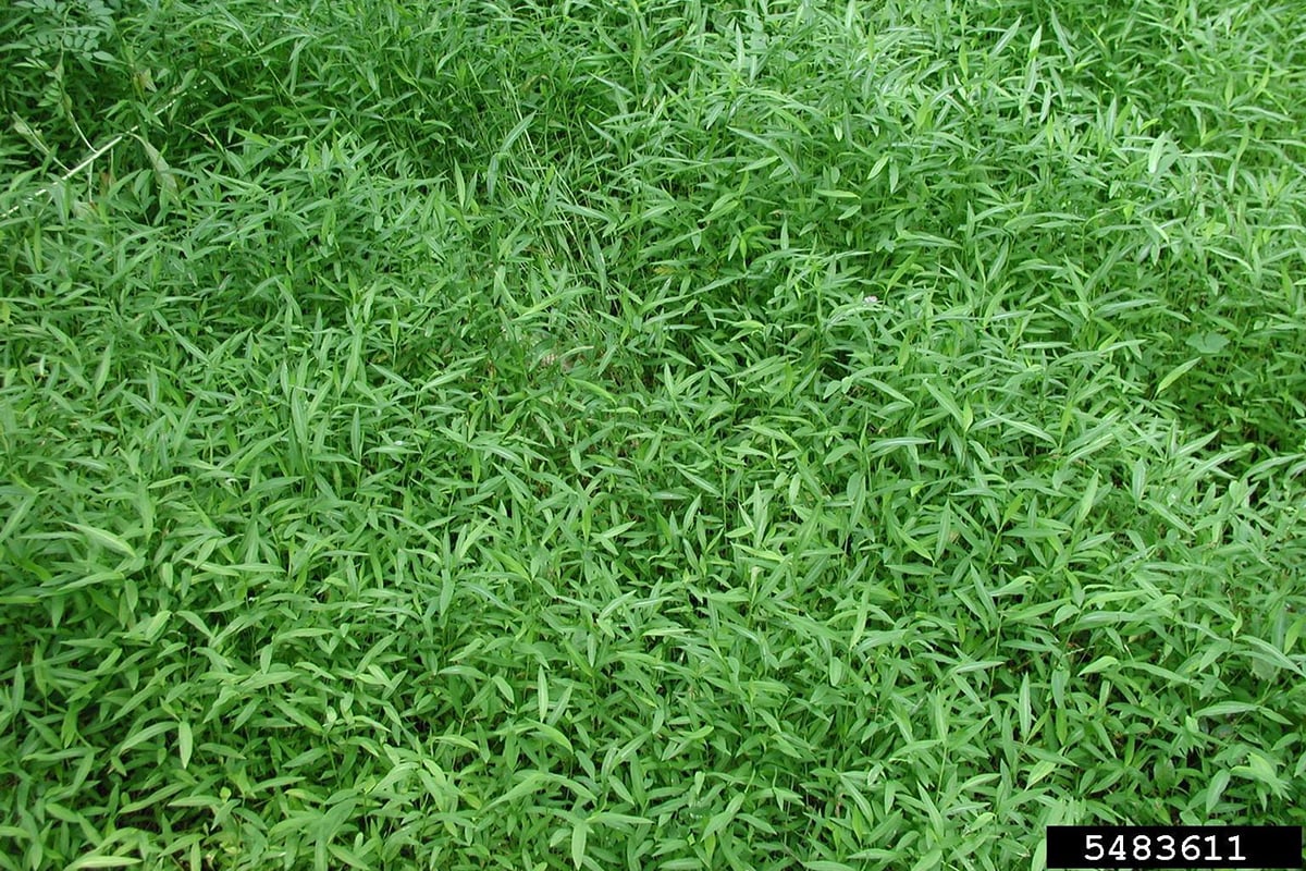 field of Japanese Stilt-grass