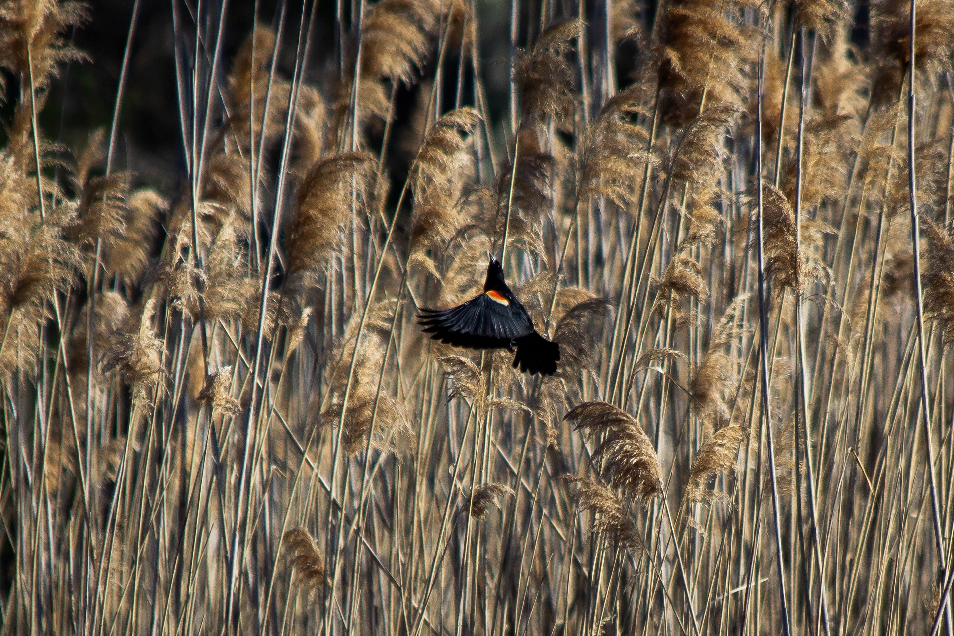 A Red-winged Blackbird flies into the tall grass.