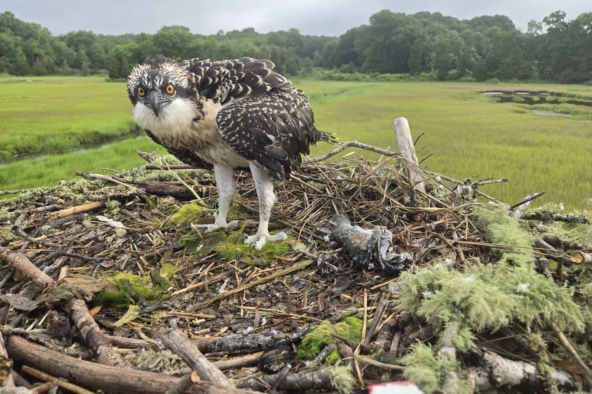 Juvenile Osprey about to receive its ISGS identification band