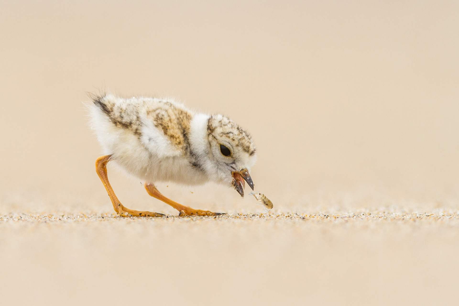 Piping plover nibbling at an insect
