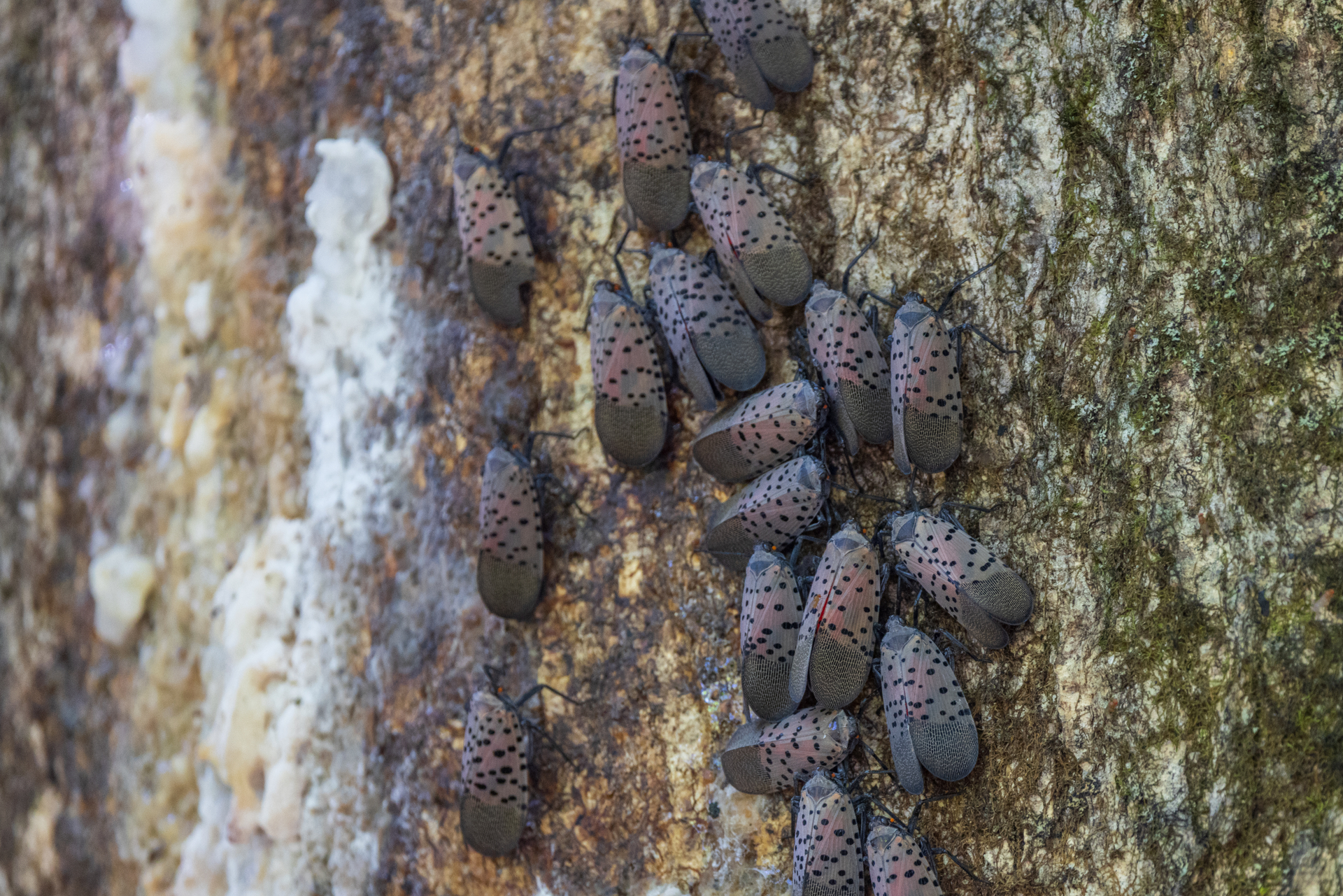 Spotted lanternflies gathered on tree of heaven