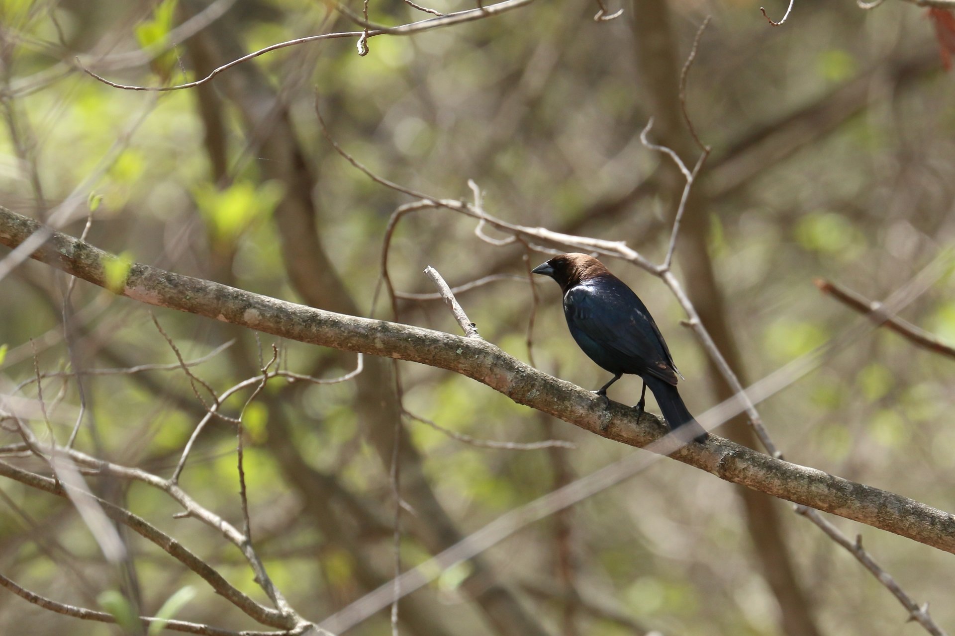 A Brown-headed Cowbird perches on a tree branch.