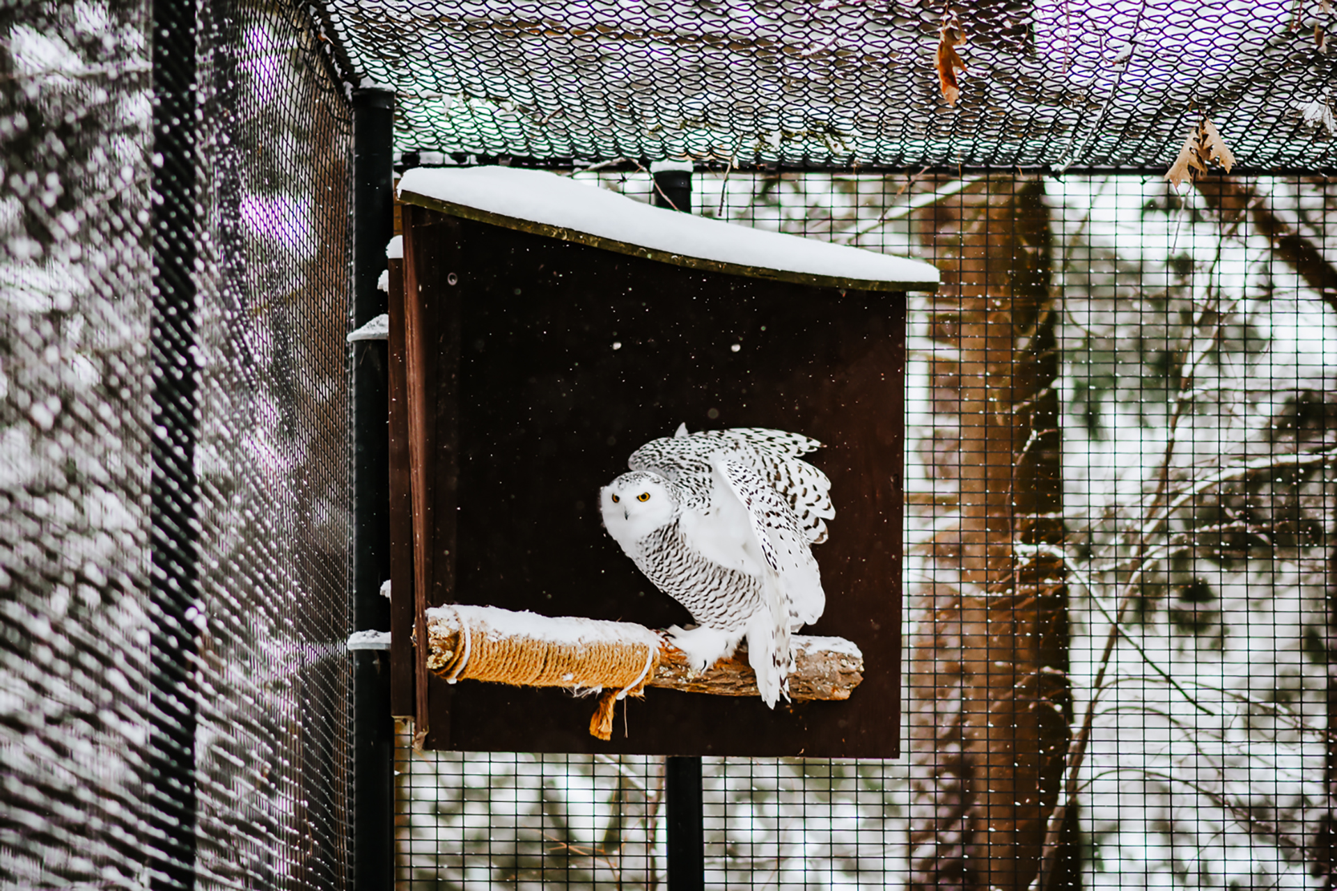 Blue Hills' resident Snowy Owl ruffling its feathers