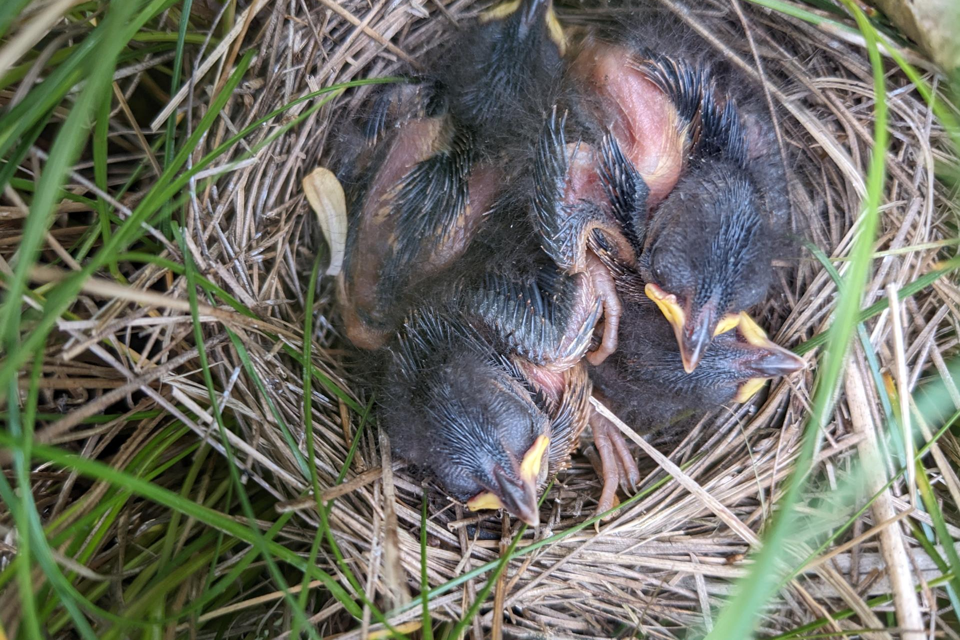 A nest full of saltmarsh sparrow chicks