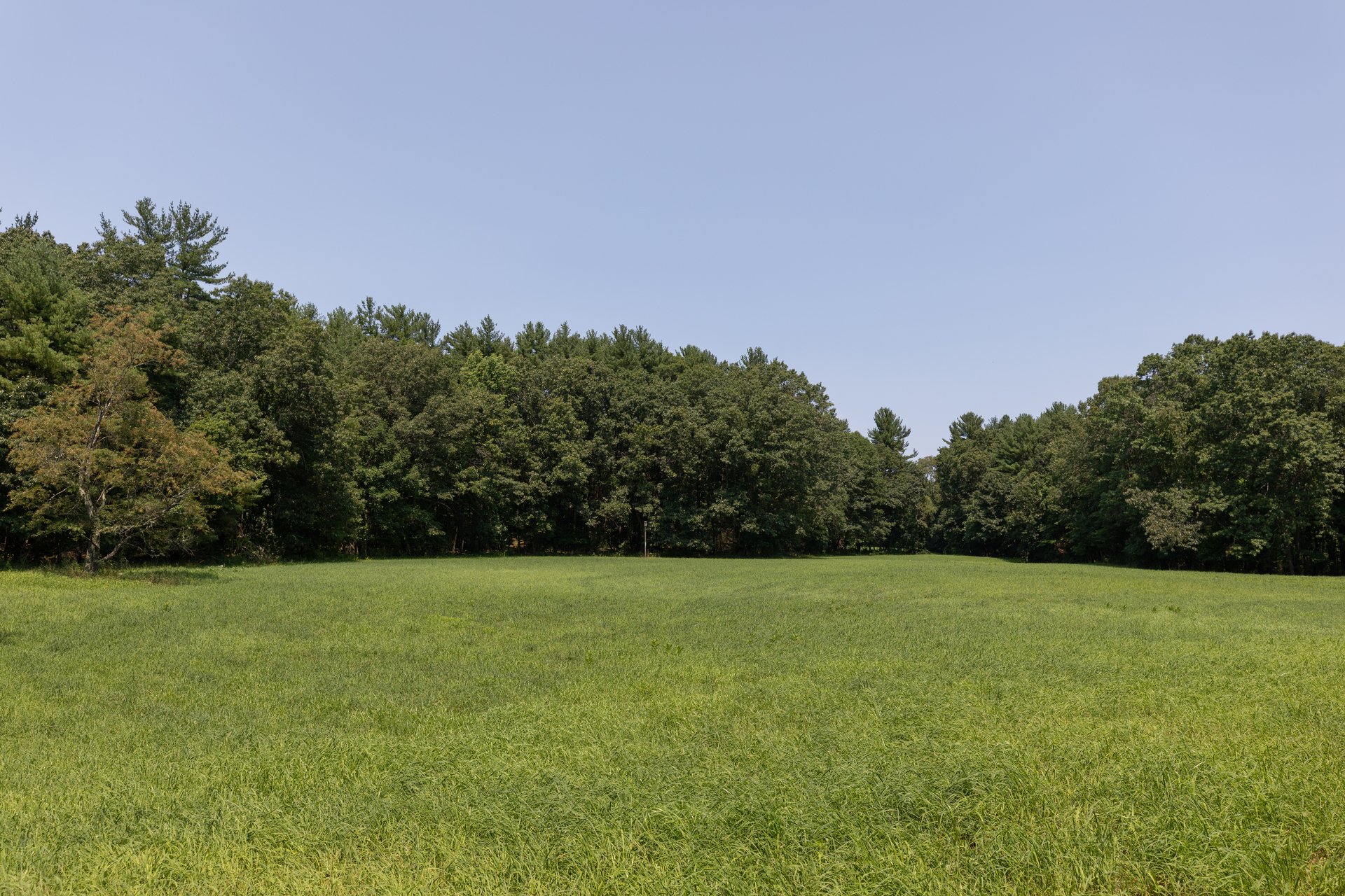 A green meadow with short grass surrounded by dark green, full trees.