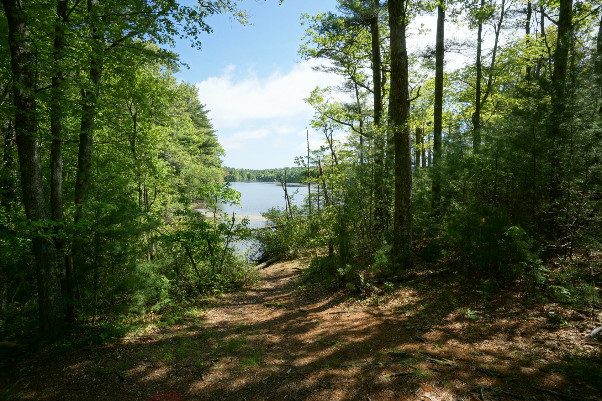 Pines and other green trees surround a path leading to a calm pond.