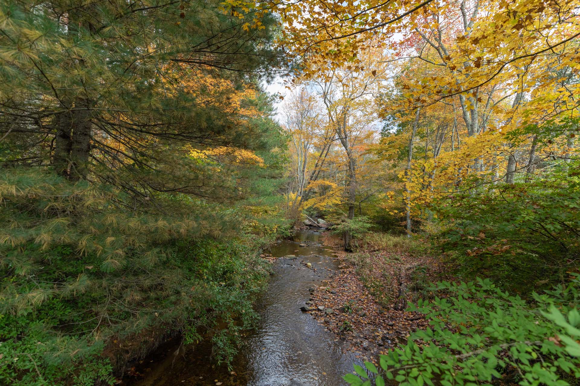 A green pine tree, yellow leaves, and a stream.